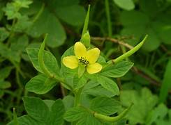 Cleome viscosa L.