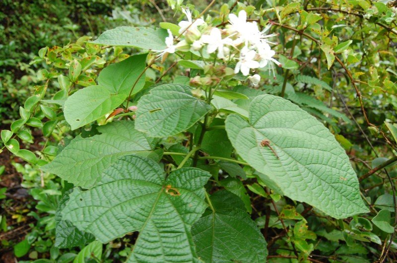 Clerodendrum infortunatum L.