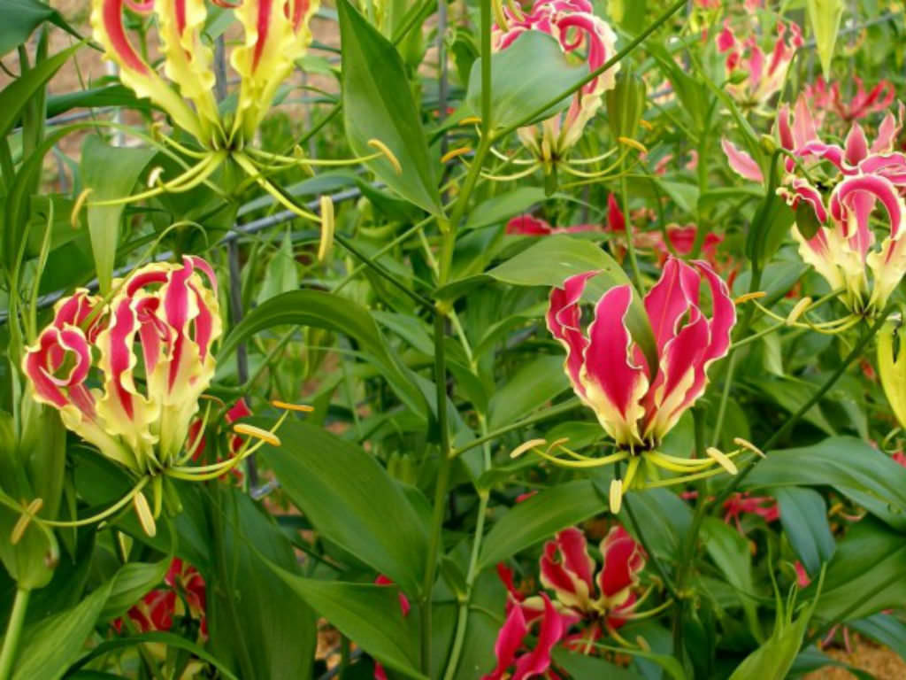 Gloriosa superba L.