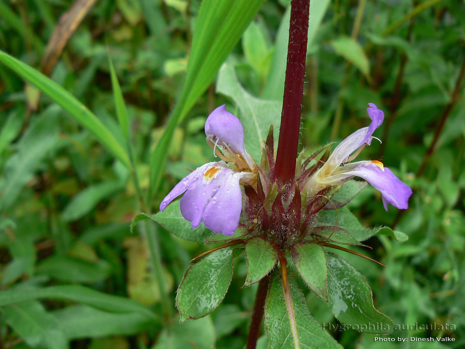 Hygrophila auriculata (Schumach) Heine