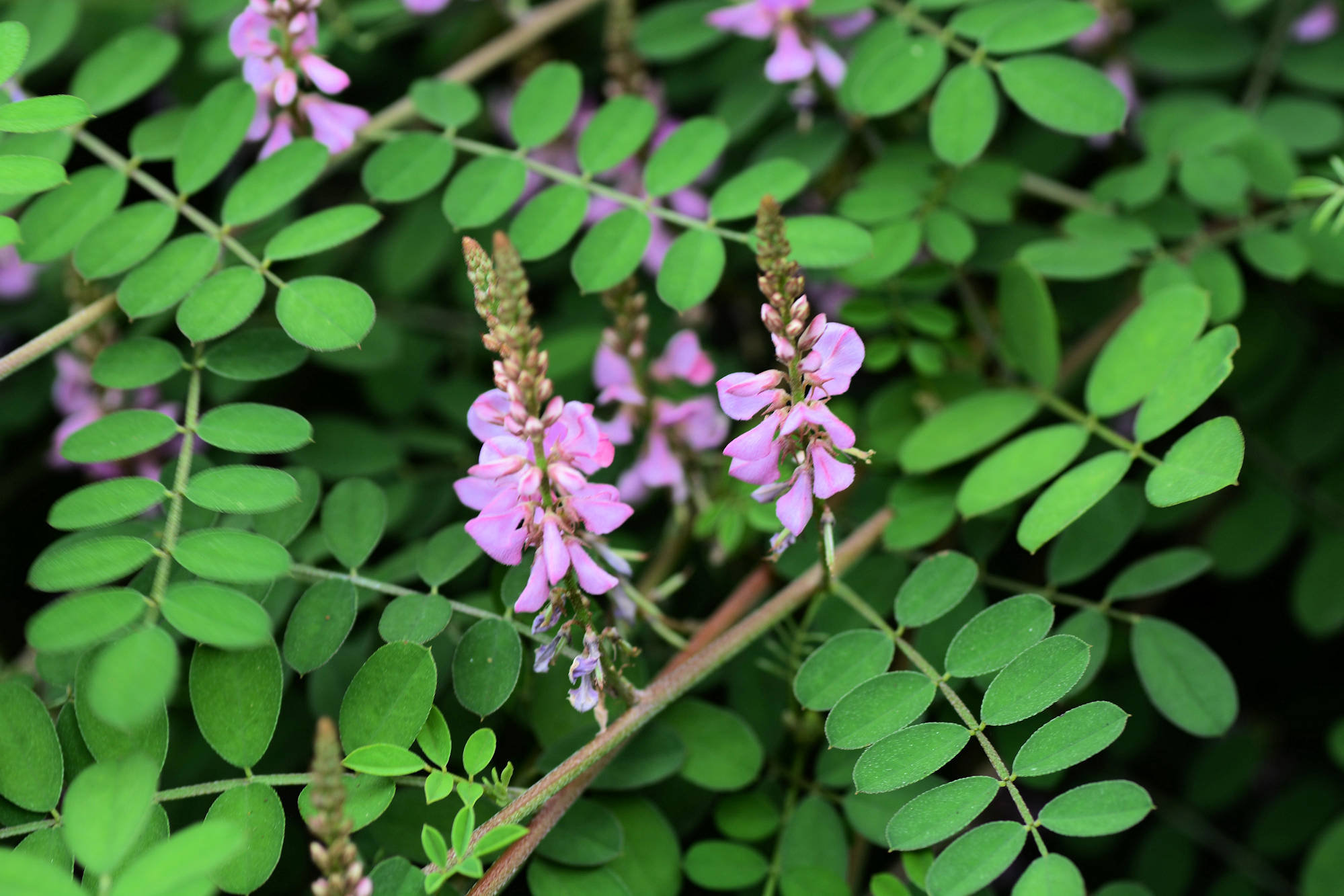 Indigofera tinctoria