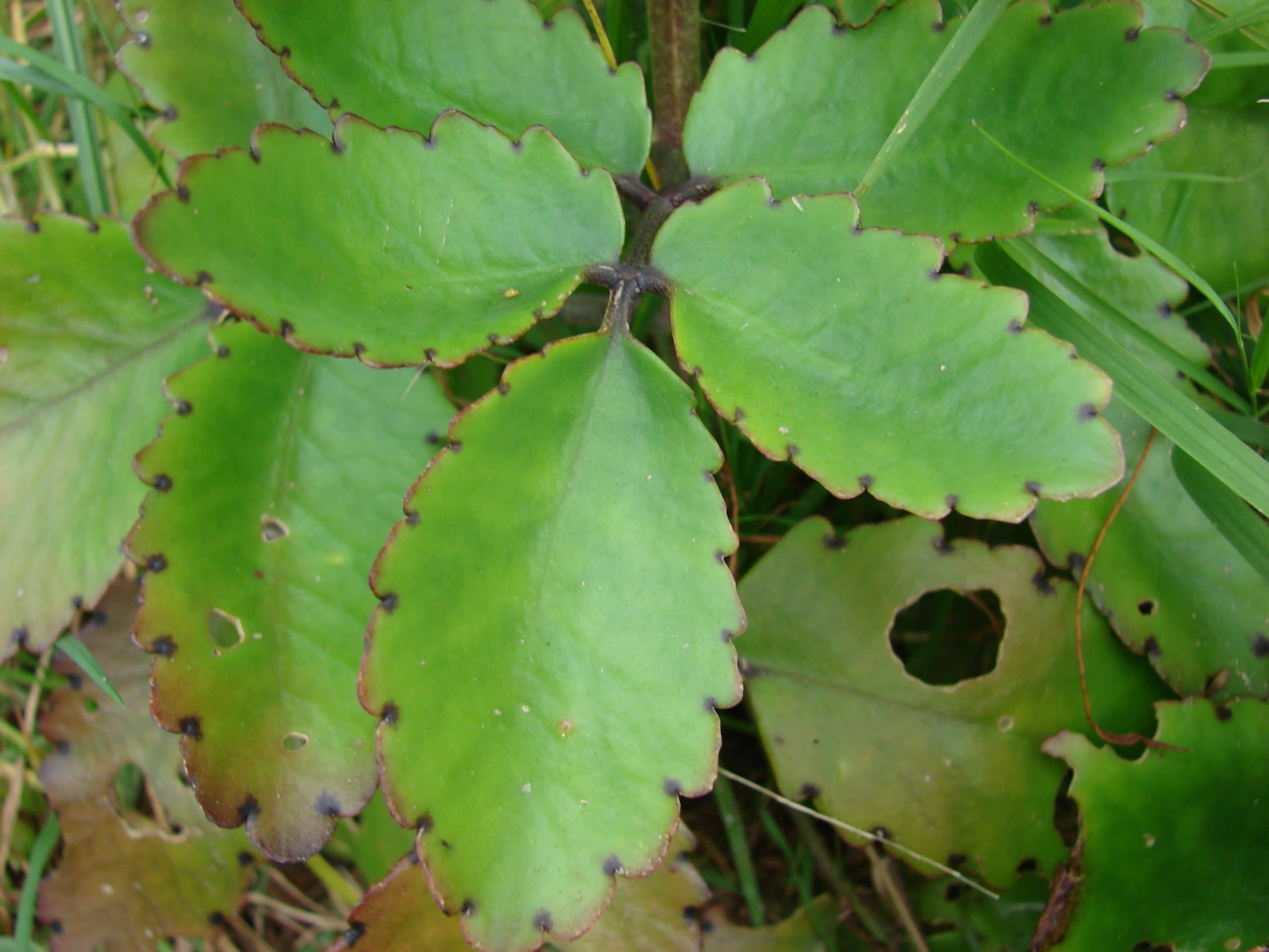 Kalanchoe pinnata (Lam.) Pers.