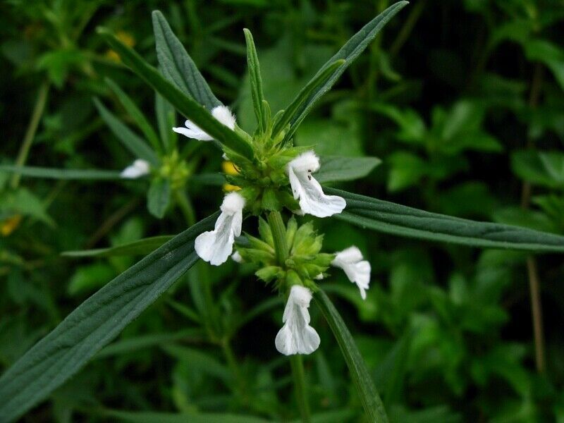 Leucas aspera (Willd.) Link