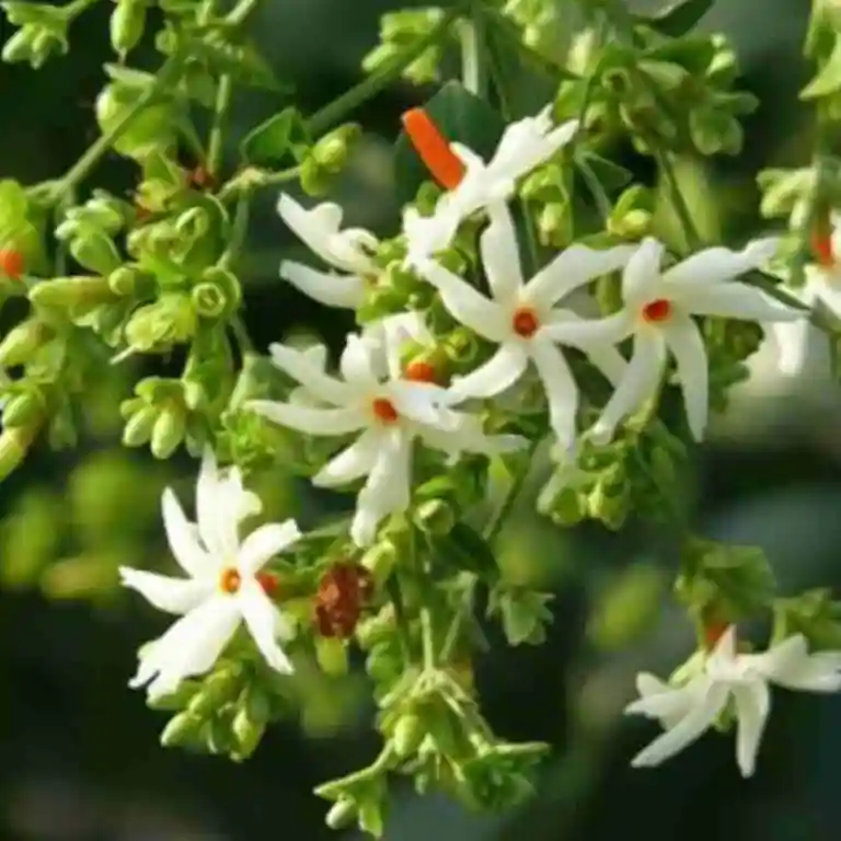 Nyctanthes arbor-tristis