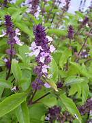 Ocimum basilicum L.