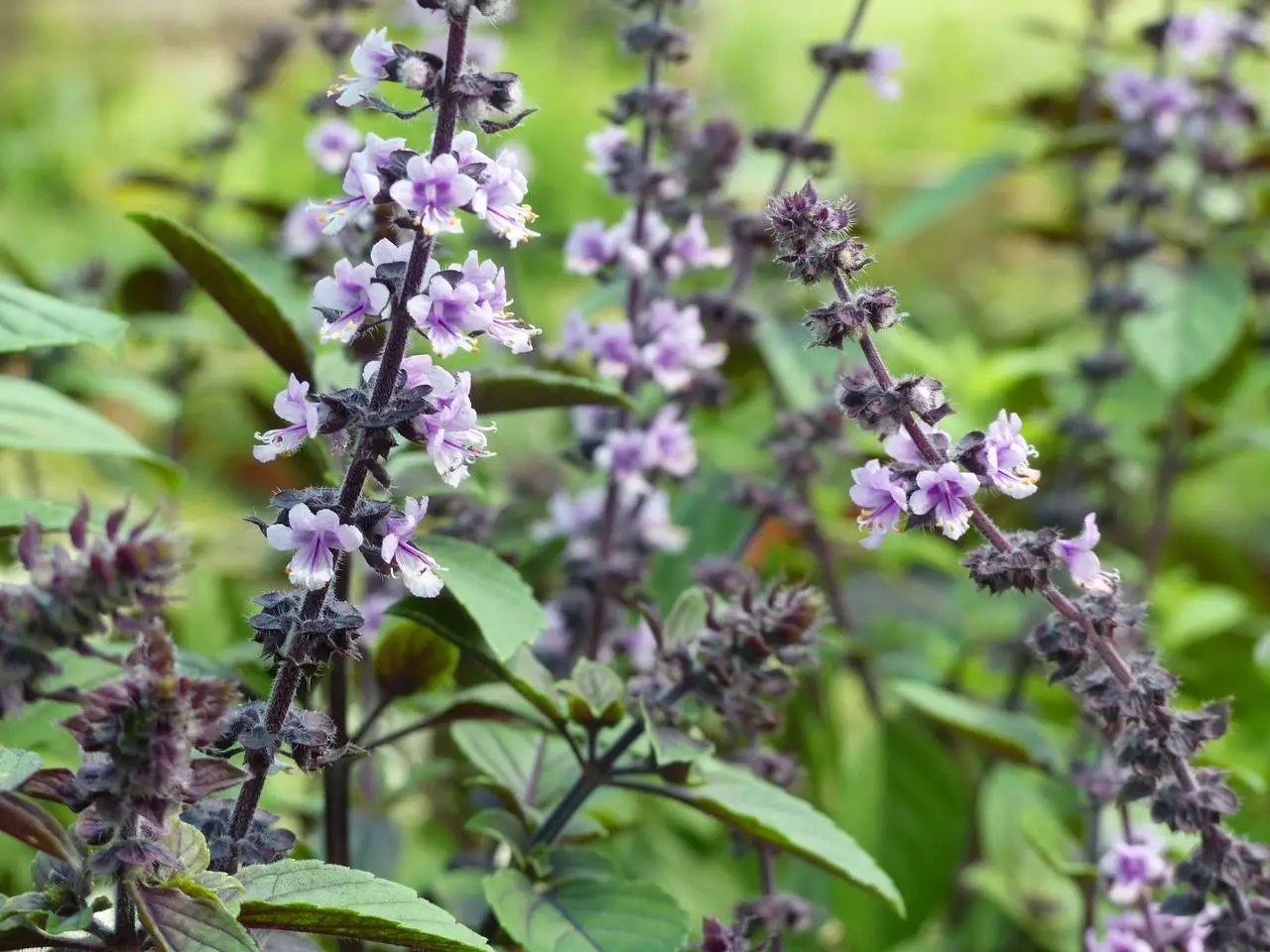 Ocimum kilimandscharicum