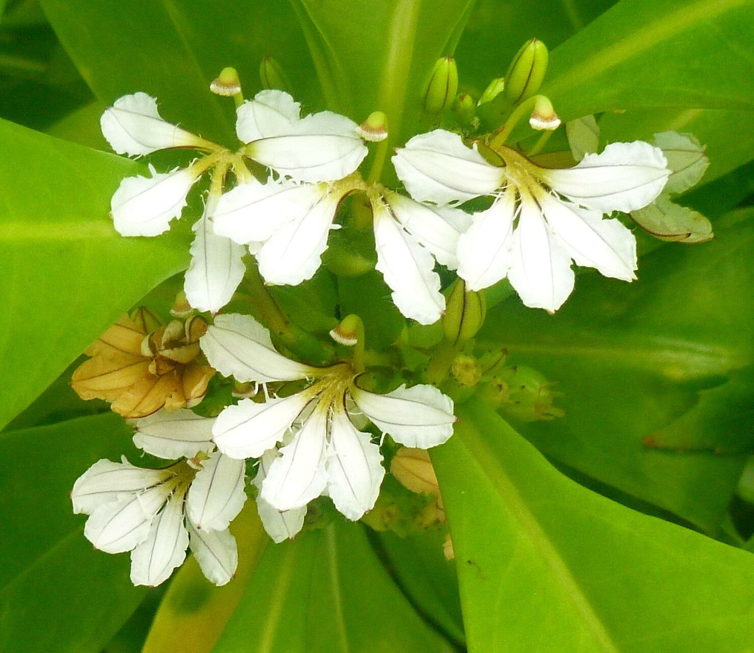 Scaevola taccada