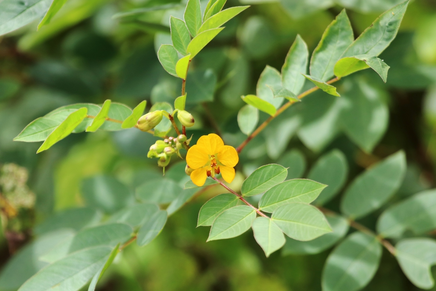 Senna occidentalis (L.) Link