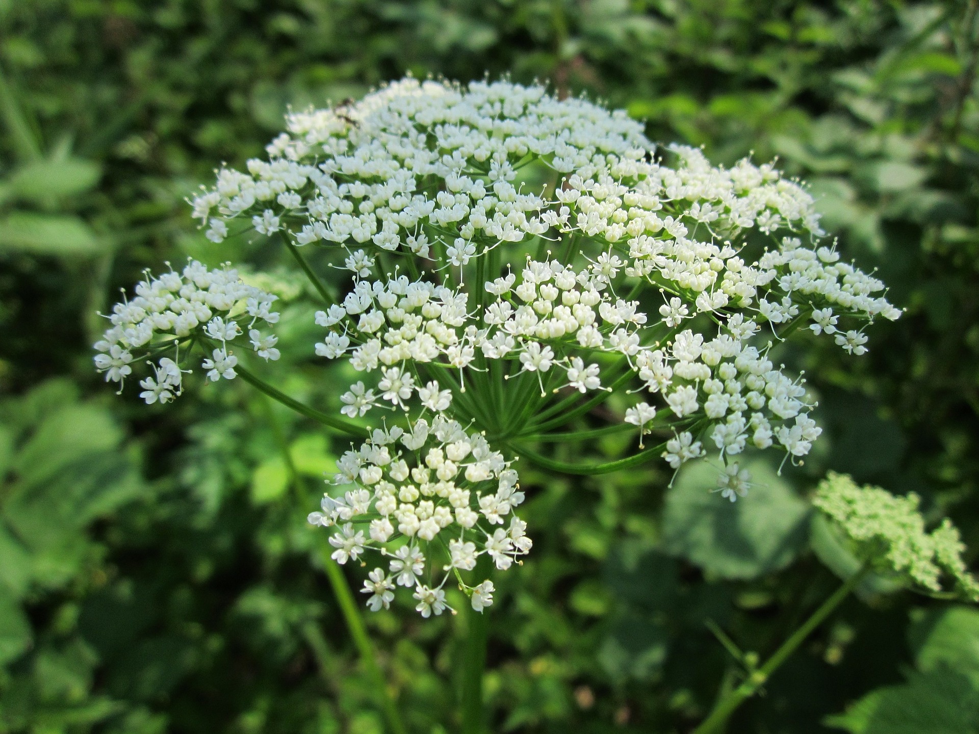 Trachyspermum ammi L.