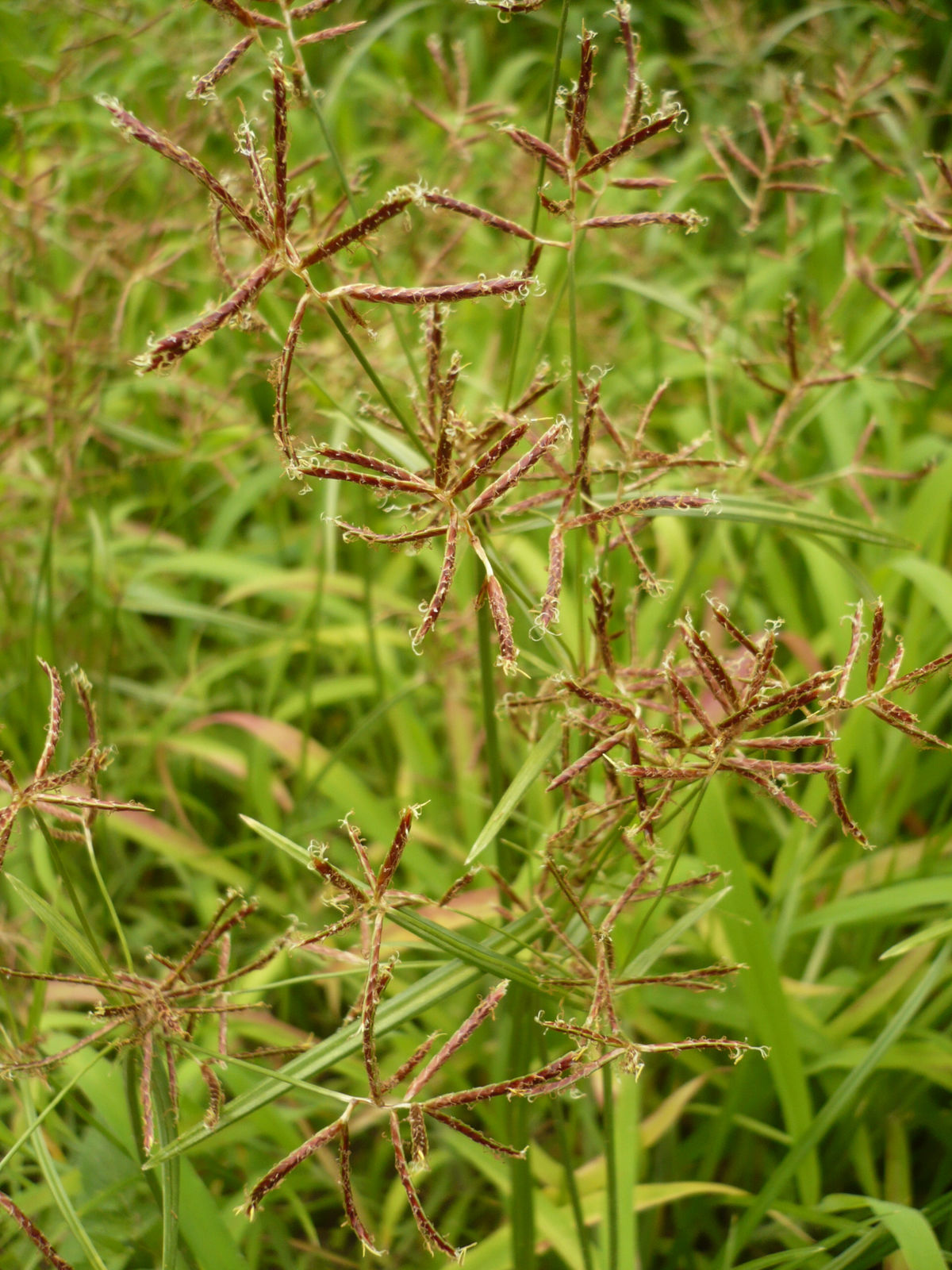 Cyperus rotundus L.