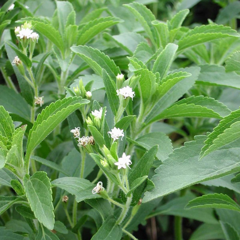 Stevia rebaudiana Bertoni